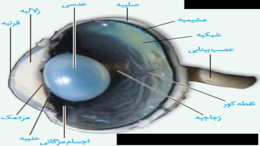 تشریح چشم