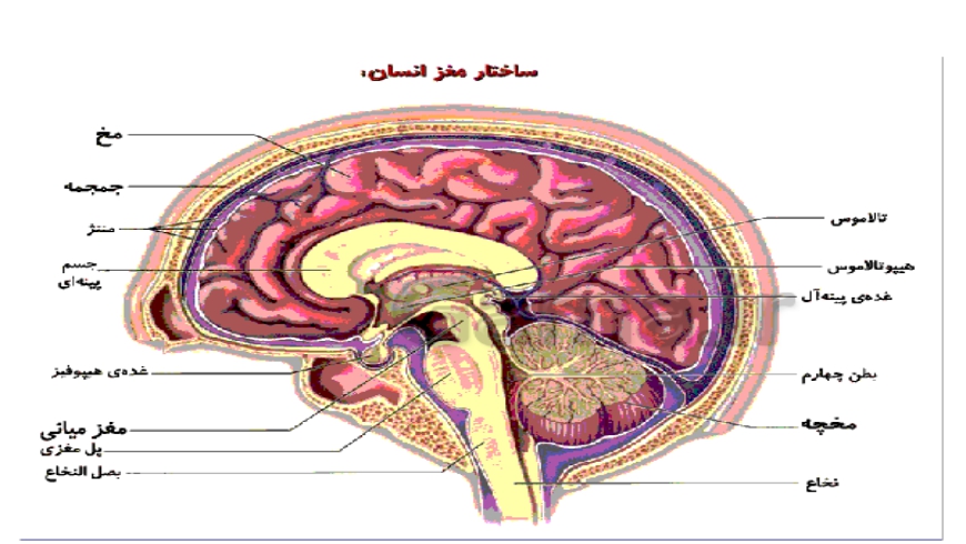 تشریح مغز